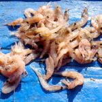 絶望的な車内臭を根絶　プロ直伝、オキアミ発酵臭を消し去る全記録